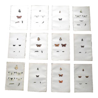 Antique 19th Century Hand Colored Butterfly Lithographs - Set of 12 For Sale