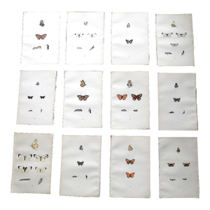 Antique 19th Century Hand Colored Butterfly Lithographs - Set of 12