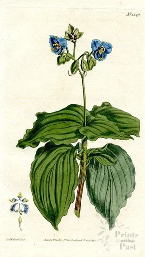Upright Spiderwort, 1810 Wildflower Print