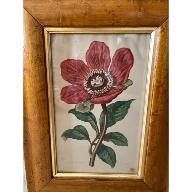 Original peony print by Anne Pratt, England 1880. The lower part of the print is inscribed Paeonia Corellina on one side...