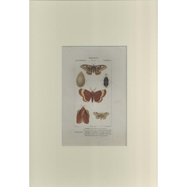 This is one of the illustrations of "Dizionario di scienze naturali" (Natural sciences dictionary) edited by Battelli nel...