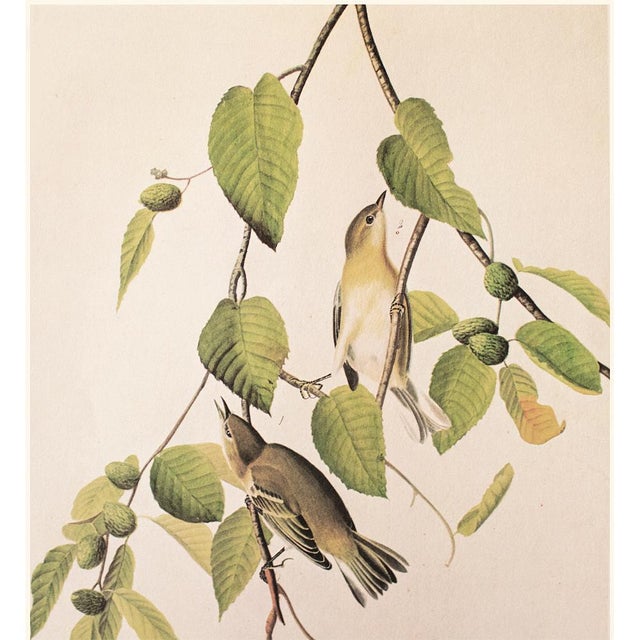 Farmhouse 1966 Vintage Cottage Print "Autumnal Warbler" After John James Audubon For Sale - Image 3 of 8