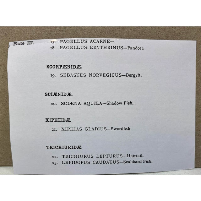 Antique Fish Print From England Featuring a Pandora, Bergylt, Shadow Fish, Swordfish , Hairtail & Scabbard Fish - Circa 1902 For Sale - Image 12 of 12