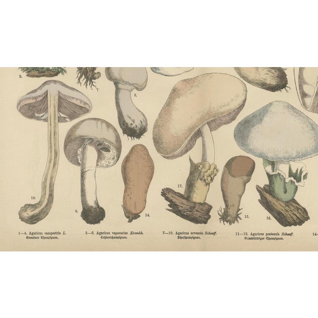 Fünfstück, Agaricus Mushrooms, 1885, Paper For Sale - Image 4 of 10
