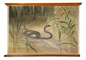 Canvas Print of Serpent After Antonio Vallardi