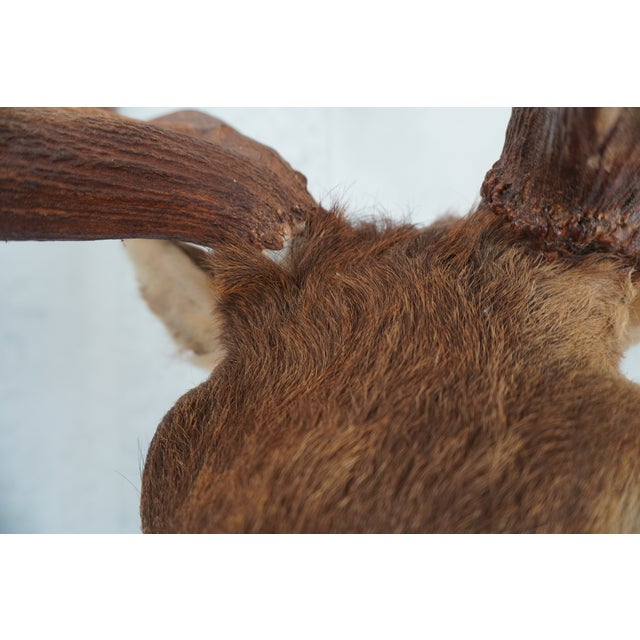 Elk 13 Point Mount Head and Bust For Sale - Image 13 of 18