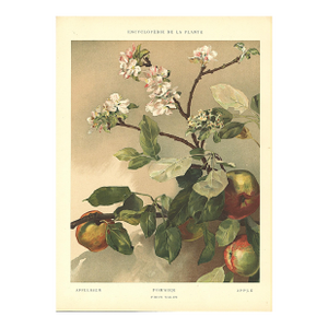1903 Antique French Botanical Chromolithograph-Apple, Documentation