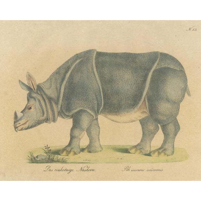 Brodtmann, Indian Rhinoceros (Rhinoceros Unicornis), 1816, Lithograph For Sale - Image 3 of 9