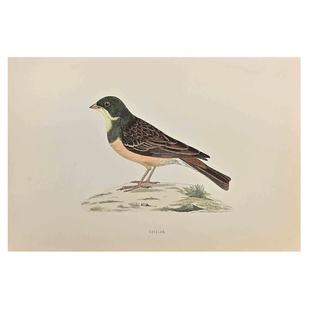 Alexander Francis Lydon, Ortolan, Woodcut Print, 1870 For Sale