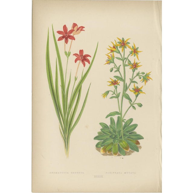 Bell, Alpine Botanical Illustrations of Anomatheca and Saxifrage, 1874, Lithographs, Set of 2 For Sale - Image 6 of 10