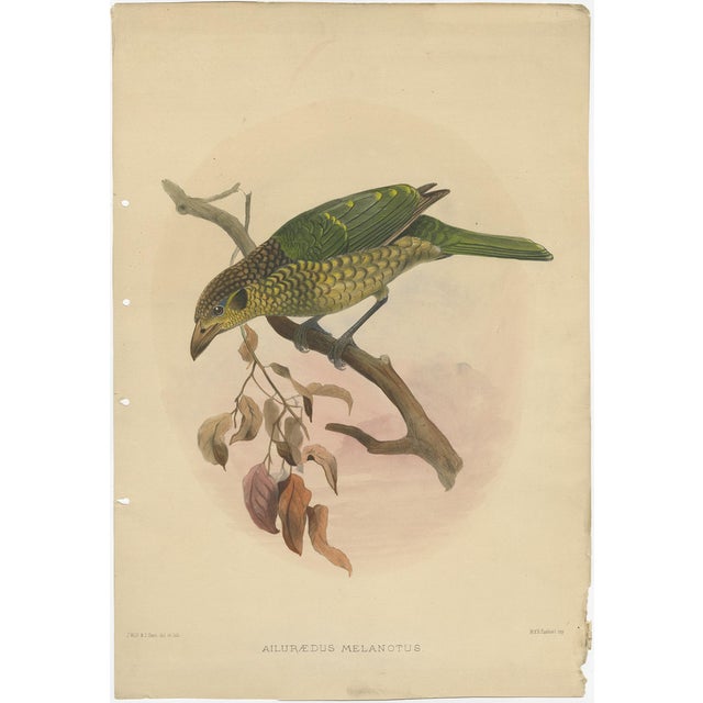 Elliot, Bird Illustration of the Black-Cheek Cat Bird, 1873, Print For Sale