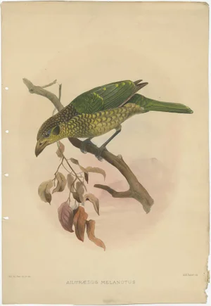 Elliot, Bird Illustration of the Black-Cheek Cat Bird, 1873, Print