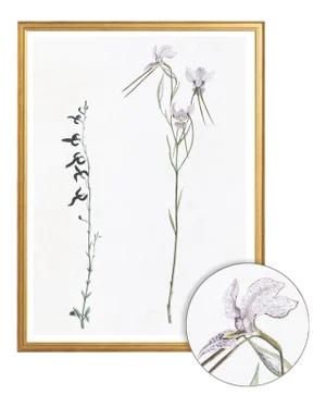 Celerie Kemble Curated Australian Botanical X (16x20) in Gold Frame