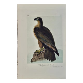 "Washington Sea Eagle": An Original Audubon Hand-Colored Lithograph, 1856 For Sale