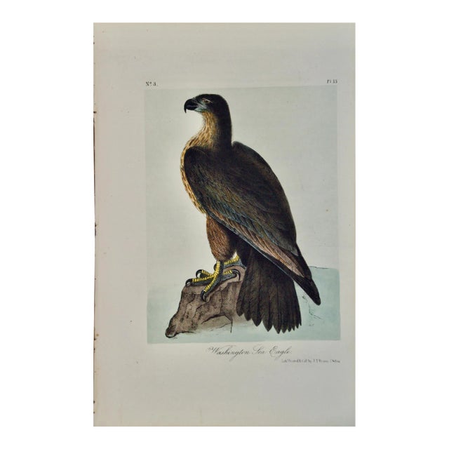 "Washington Sea Eagle": An Original Audubon Hand-Colored Lithograph, 1856 For Sale