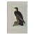"Washington Sea Eagle": An Original Audubon Hand-Colored Lithograph, 1856 For Sale