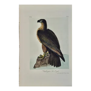 "Washington Sea Eagle": An Original Audubon Hand-Colored Lithograph, 1856