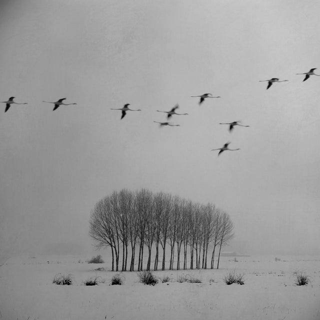 Blanco 3 is a 30x30cm Digital print on 50x50cm Cotton Paper in a limited edition of 9 plus 2 Artists’ Proofs. Rosa Basurto...