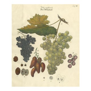 Grape Varieties Botanical Print, Vitis Vinifera Study, 1801, Paper For Sale