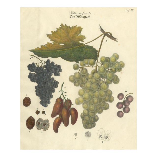 Grape Varieties Botanical Print, Vitis Vinifera Study, 1801, Paper For Sale
