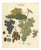 Grape Varieties Botanical Print, Vitis Vinifera Study, 1801, Paper For Sale