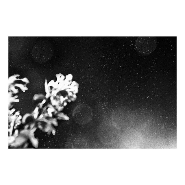 Serena Zeppilli, Taitn_Moonlight_2019, Original Photograph For Sale