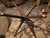 Mid-Century Modern 1960s Mid-Century Modern Atlas Pacific Travertine Accent Table - Made in Japan For Sale - Image 3 of 14