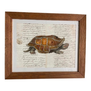 Vintage Natural History Turtle Illustration Framed Print For Sale