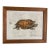 Vintage Natural History Turtle Illustration Framed Print For Sale