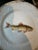 1890s Victoria Carlsbad Austrian Ceramic Fish Set - 11 Pieces For Sale - Image 10 of 12