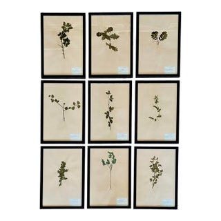 1965 French Herbarium Botanical Specimens – Set of 9 Custom Framed Pressed Botanicals For Sale