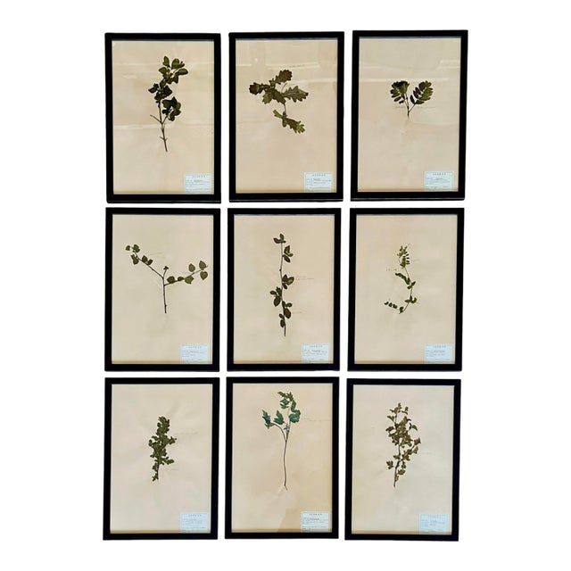 1965 French Herbarium Botanical Specimens – Set of 9 Custom Framed Pressed Botanicals For Sale
