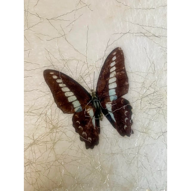 Cream 1960s Large Fiberglass Butterfly Serving Bowl For Sale - Image 8 of 10