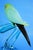 20th Century Sculpture of Parrot on Branch in Opaline Murano Glass attributed to Seguso Glassworks, Set of 2 For Sale - Image 15 of 18