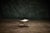 French Pair of French Curule Stools, 1980s For Sale - Image 3 of 4