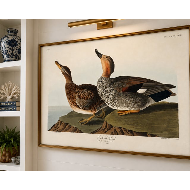 John James Audubon Gadwall Duck, Vintage Art Print Reproduction From Birds of America by John James Audubon, 60" X 40" For Sale - Image 4 of 11