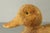 Early 20th Century Carved Wood Duck Decoy, S. Laity Woodcarvers Lancaster, Pennsylvania For Sale - Image 4 of 17