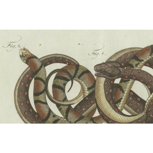 Bertuch, Four Exotic Snakes, 1802, Engraving For Sale - Image 6 of 10