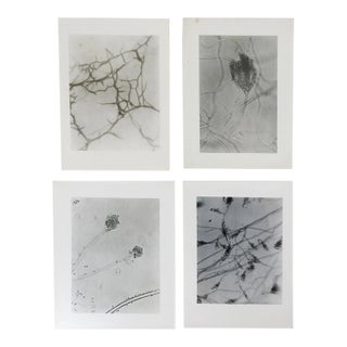 Vintage 1948 Microscopic Photographs - Set of 4 For Sale