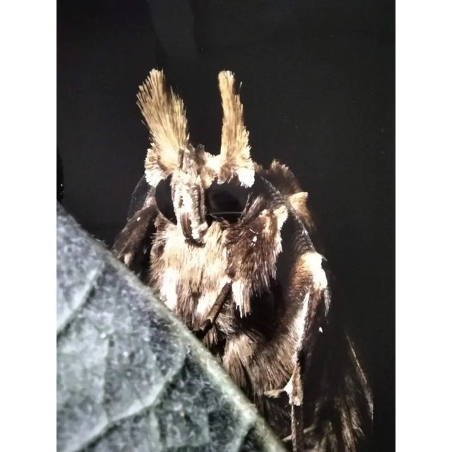 Contemporary A.H., Nature Image, 1990, Photographic Print For Sale - Image 3 of 3