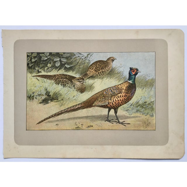 Paper 1907 “Le Faisan” French Photogravure Print of a Pheasant For Sale - Image 7 of 7