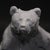 "Sitzender Bar" or Seated Bear depicts a grizzly or brown bear as designed by August Gaul (1869-1921) in 1894. Prior to...