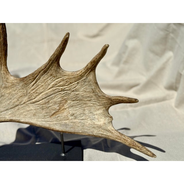 Bone Side Mounted Moose Antler/Paddle 2 For Sale - Image 7 of 9