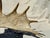 Bone Side Mounted Moose Antler/Paddle 2 For Sale - Image 7 of 9