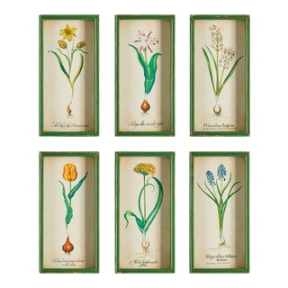 Bulb Study Shadow Box Prints - Set of 6 For Sale