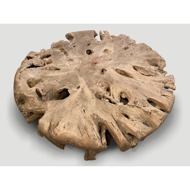 Andrianna Shamaris Impressive Large Teak Root Coffee Table For Sale - Image 12 of 18