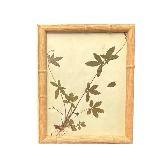 1893 Herbarium Botanical Specimens, Set of 12 For Sale - Image 11 of 17