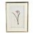 Pierre-Joseph Redouté Original Engraving - Cyrtanthus Angustifolius, Early 19th Century, Paris For Sale