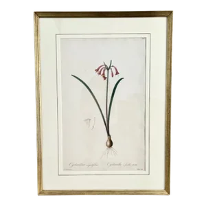 Pierre-Joseph Redouté Original Engraving - Cyrtanthus Angustifolius, Early 19th Century, Paris