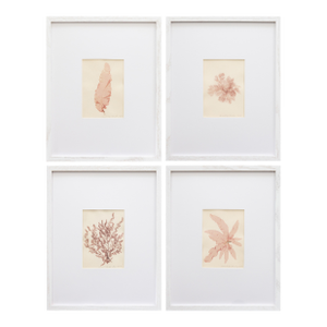 19th Century Rare Antique Pressed Seaweed Botanical Specimens, 1859 - Set of Four